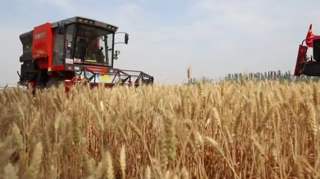 在希望的田野上·三夏时节丨抓紧抢收晚播小麦 确保颗粒归仓