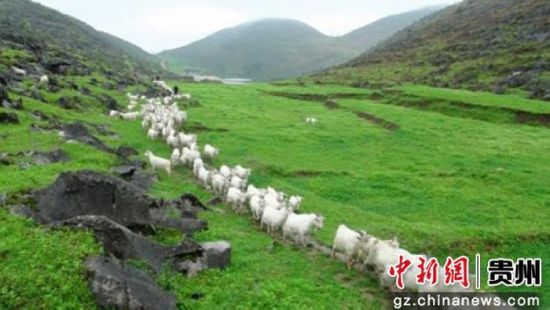 贵州沿河：依托乌江生态环境打好地理品牌农业