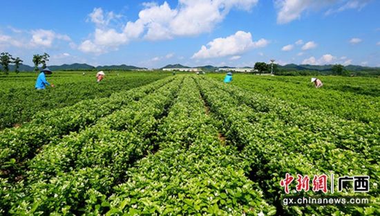 横县茉莉花和茉莉花茶再登区域品牌（地理标志产品）百强榜