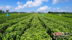 横县茉莉花和茉莉花茶再登区域品牌（地理标志产品）百强榜