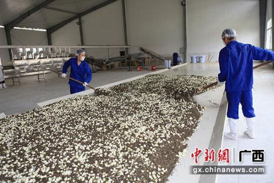 横县茉莉花和茉莉花茶再登区域品牌（地理标志产品）百强榜