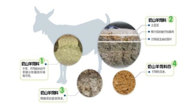 羊奶粉品牌佳贝艾特 奶源优质赢得好口碑