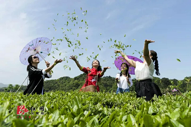 沅陵：碣滩茶品牌估价18.96亿元茶乡唱响新茶歌