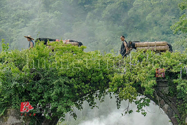 沅陵：碣滩茶品牌估价18.96亿元茶乡唱响新茶歌