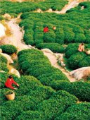 品牌价值11.21亿元！青岛崂山茶入列全国百强