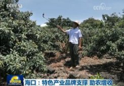 让农民钱袋子鼓起来：海口特色产业品牌支撑 助农增收