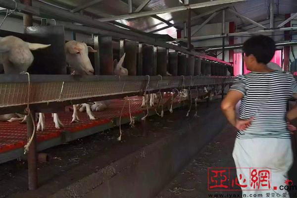 我奋斗我幸福｜乌苏大学生回乡创业 ＂羊奶奶＂品牌从村落走向城市